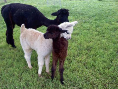 Alpaca Paradise Farm In Ohio Makes For A Fun Family Day Trip