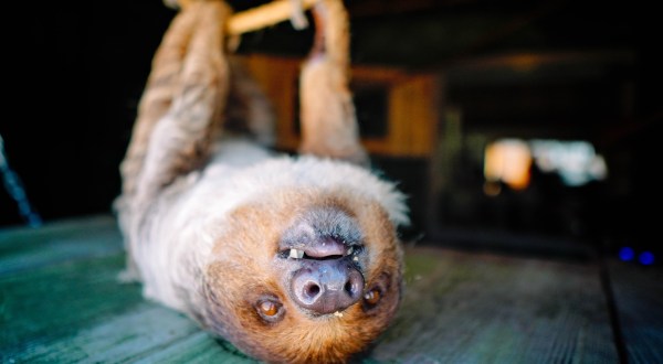 Play With Sloths And Kangaroos At Barn Hill Animal Preserve In Louisiana For An Adorable Adventure