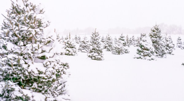 Get Lost At This Big And Beautiful Christmas Tree Farm In Colorado