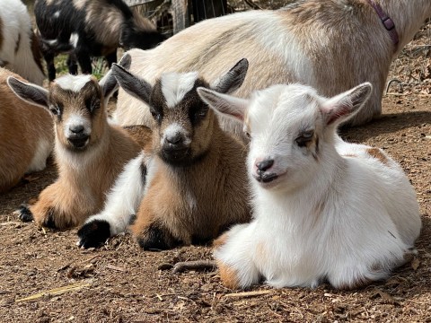 You'll Never Forget A Visit To Goat Life Farm, A One-Of-A-Kind Farm Filled With Baby Goats In Michigan