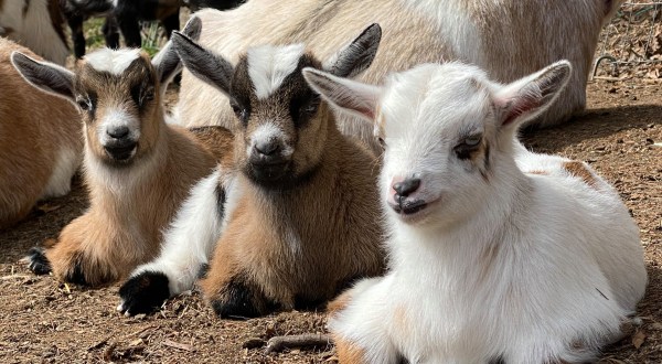 You’ll Never Forget A Visit To Goat Life Farm, A One-Of-A-Kind Farm Filled With Baby Goats In Michigan