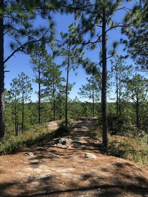Longleaf Vista Is A Gorgeous Forest Trail In Louisiana That Will Take You To A Hidden Overlook