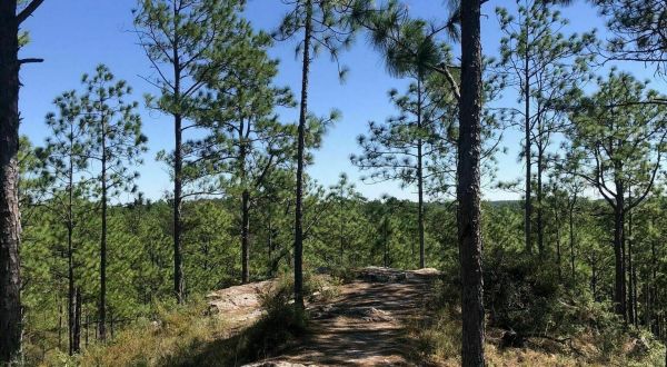 Longleaf Vista Is A Gorgeous Forest Trail In Louisiana That Will Take You To A Hidden Overlook