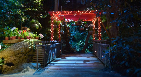 Discover A Festive Wonderland Of Plants At The Cleveland Botanical Garden This Season