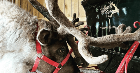 Visit Donner And Blitzen This Holiday Season At Kentucky's Very Own Reindeer Farm
