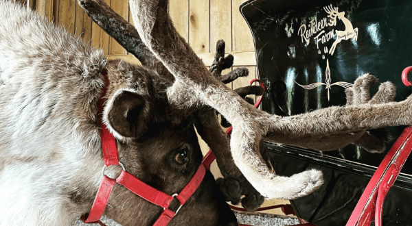 Visit Donner And Blitzen This Holiday Season At Kentucky’s Very Own Reindeer Farm