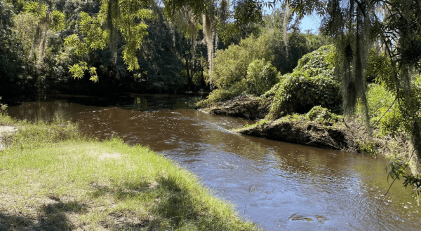 Hunt For Fossils On The Beautiful And Easy Peace River In Florida