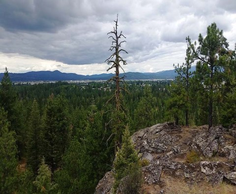 With 9 Trails, Stunning Views, And Park Access, The Post Falls Community Forest In Idaho Is One In A Million