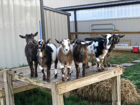 You'll Never Forget A Visit To Harmony Lane, A One-Of-A-Kind Farm Filled With Baby Goats In Tennessee