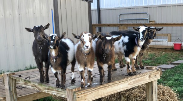 You’ll Never Forget A Visit To Harmony Lane, A One-Of-A-Kind Farm Filled With Baby Goats In Tennessee
