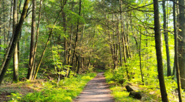 There’s Nothing Quite As Magical As The Tunnel Of Trees You’ll Find At Steep Rock Preserve In Connecticut