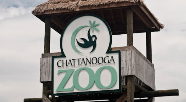 See Komodo Dragons, Leopards, And So Much More At The Chattanooga Zoo In Tennessee