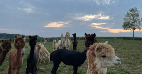 Go Camping With Alpacas In Ohio For An Unbelievably Adorable Overnight Adventure