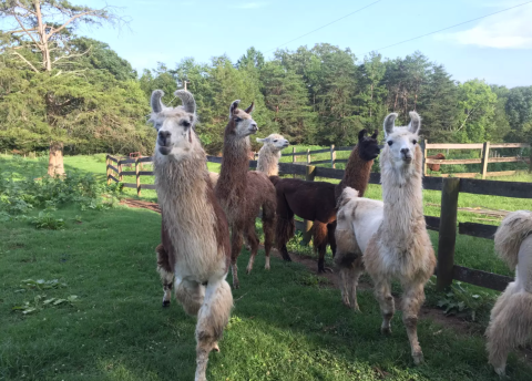 Go Camping On A Llama Farm In Virginia For An Unbelievably Adorable Overnight Adventure