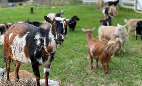 You'll Never Forget A Visit To Sunflower Farm, A One-Of-A-Kind Farm Filled With Baby Goats In Maine