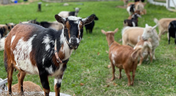You’ll Never Forget A Visit To Sunflower Farm, A One-Of-A-Kind Farm Filled With Baby Goats In Maine