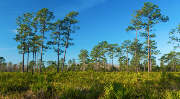 The Tucked-Away Forest Setting For This Short Loop Hike In Florida Is Transcendent