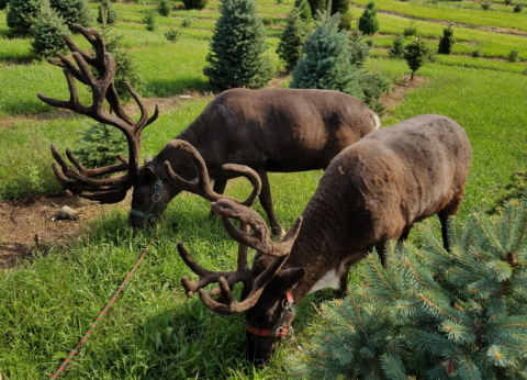 Kleerview Reindeer Farm Will Positively Enchant You This Season, And It's Worth The Trip From Cleveland