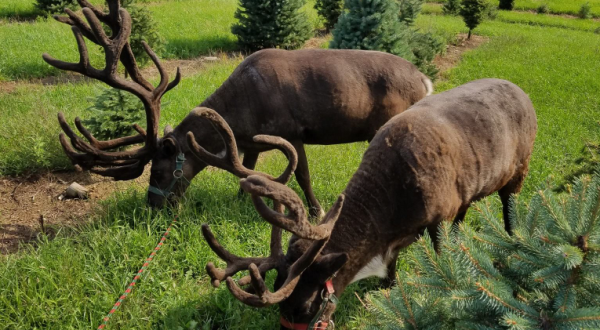 Kleerview Reindeer Farm Will Positively Enchant You This Season, And It’s Worth The Trip From Cleveland