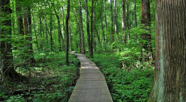 This Maryland Swamp Walk Is The Coolest Thing You’ll Ever See For Free