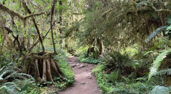 The Easy 2.2-Mile Sweet Creek Trail Will Lead You Through The Oregon Forest