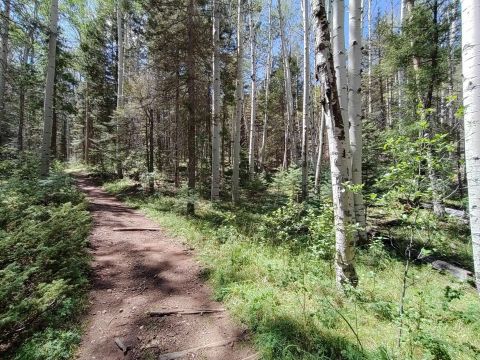 The Easy 1.5-Mile Black Canyon Trail Will Lead You Through The New Mexico Forest