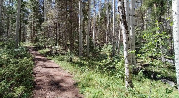 The Easy 1.5-Mile Black Canyon Trail Will Lead You Through The New Mexico Forest