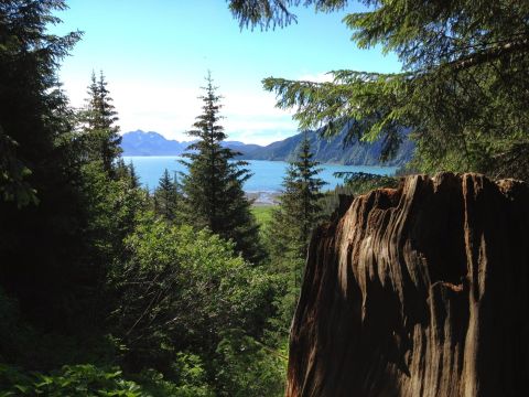A Mysterious Woodland Trail In Alaska Will Take You To Original WWII Bunker Ruins