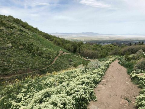 The Moderately Easy 1.7-Mile Wild Rose Trail Will Lead You Through The Utah Foothills