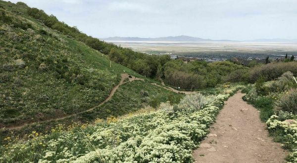 The Moderately Easy 1.7-Mile Wild Rose Trail Will Lead You Through The Utah Foothills