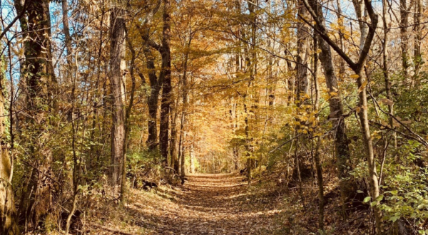 Harpeth Woods Trail Is An Easy Hike In Nashville That Takes You To An Unforgettable View