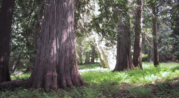 At Over 500 Years Old, Some Of The Oldest Cedar Trees Are Found In Idaho