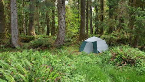 This Year-Round Campground In Washington Is In One Of The World's Most Incredible Rain Forests