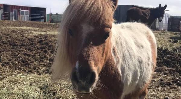You’ll Never Forget A Visit To Dominifarm, A One-Of-A-Kind Farm Filled With Rescued Animals In Idaho