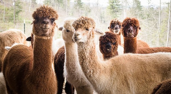 Last Penny Farm Alpacas In North Carolina Makes For A Fun Family Day Trip