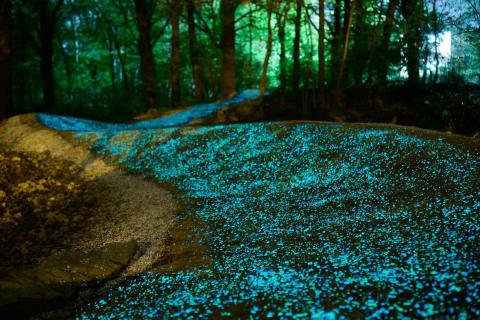Try The Ultimate Nighttime Adventure With A Bike Ride At Leopards Loop Glow Trail In Arkansas