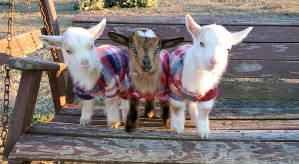 There’s A Baby Goat Farm In Virginia And You’re Going To Love It