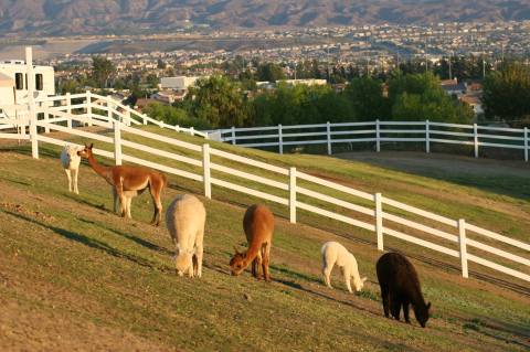 The Alpaca Hacienda In Southern California Makes For A Fun Family Day Trip