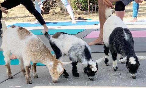 You'll Never Forget A Visit To The CABRA Farmhouse, A One-Of-A-Kind Farm Filled With Baby Goats In Southern California