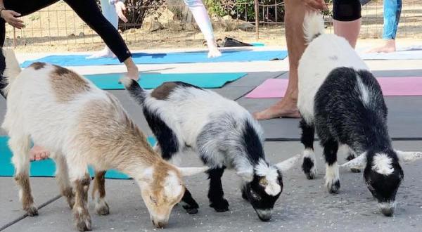 You’ll Never Forget A Visit To The CABRA Farmhouse, A One-Of-A-Kind Farm Filled With Baby Goats In Southern California