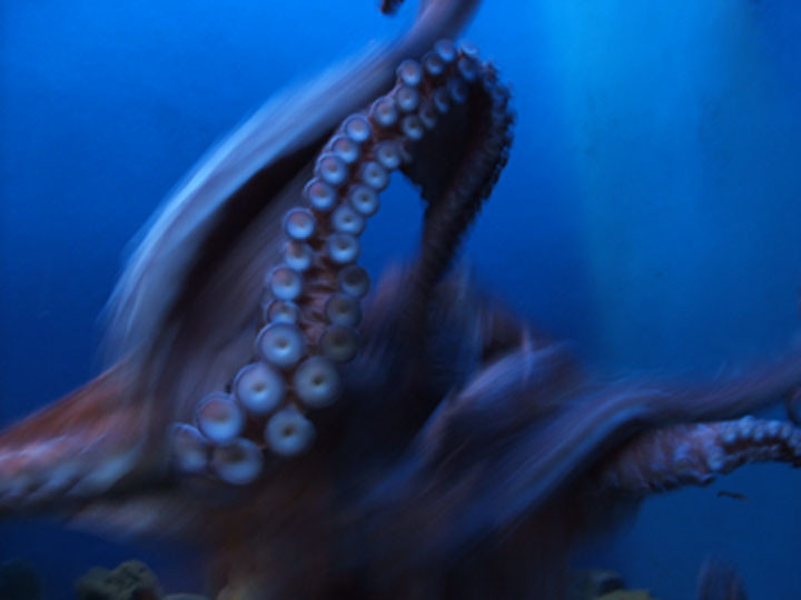 The Legend Of The Oklahoma Octopus May Give You The Chills