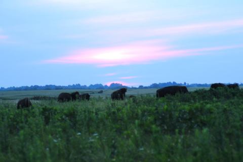 Prairie State Park Is An Underrated Park That Just Might Be The Most Beautiful Place In Missouri