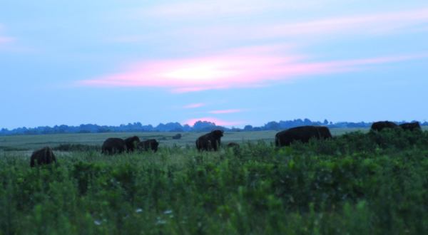 Prairie State Park Is An Underrated Park That Just Might Be The Most Beautiful Place In Missouri