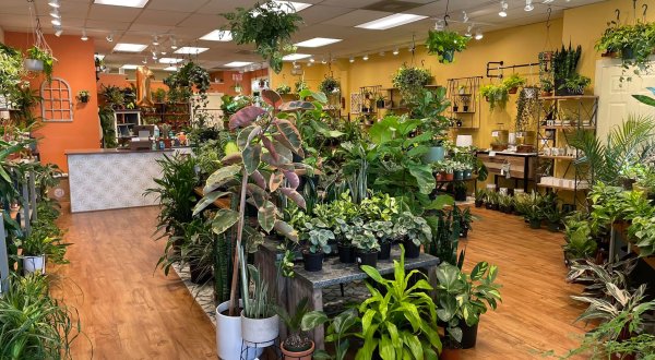 The Little Downtown Shop In Maryland With Plants Galore