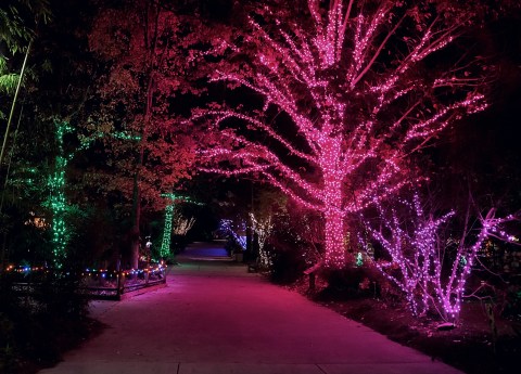 The Lights At Riverbanks Zoo Is One Of South Carolina’s Biggest, Brightest, And Most Dazzling Walk-Thru Light Displays