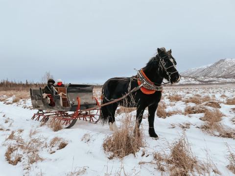 Ride Through Alaska's Snowy Landscape On The Winter Horse Sleigh Rides