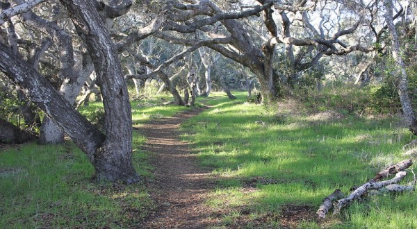 There’s Nothing Quite As Magical As The Tunnel Of Trees You’ll Find At Los Osos Oaks State Reserve In Southern California