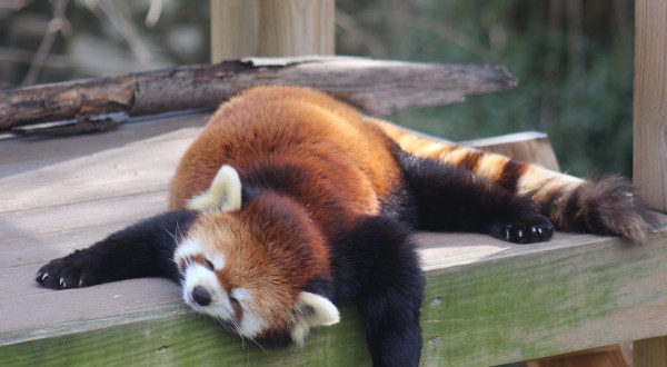 Play With Red Pandas At Roger Williams Park Zoo In Rhode Island For An Adorable Adventure