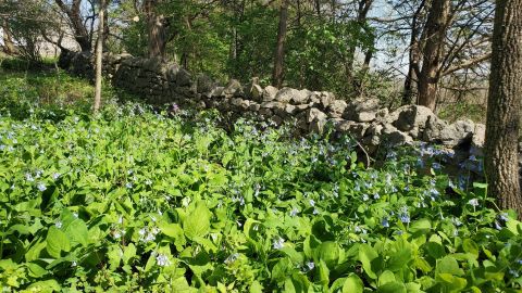 Hunt For Wildflowers On The Beautiful And Easy Wildflower Trail In Missouri