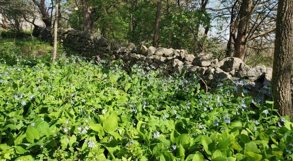 Hunt For Wildflowers On The Beautiful And Easy Wildflower Trail In Missouri